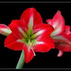 Amaryllis