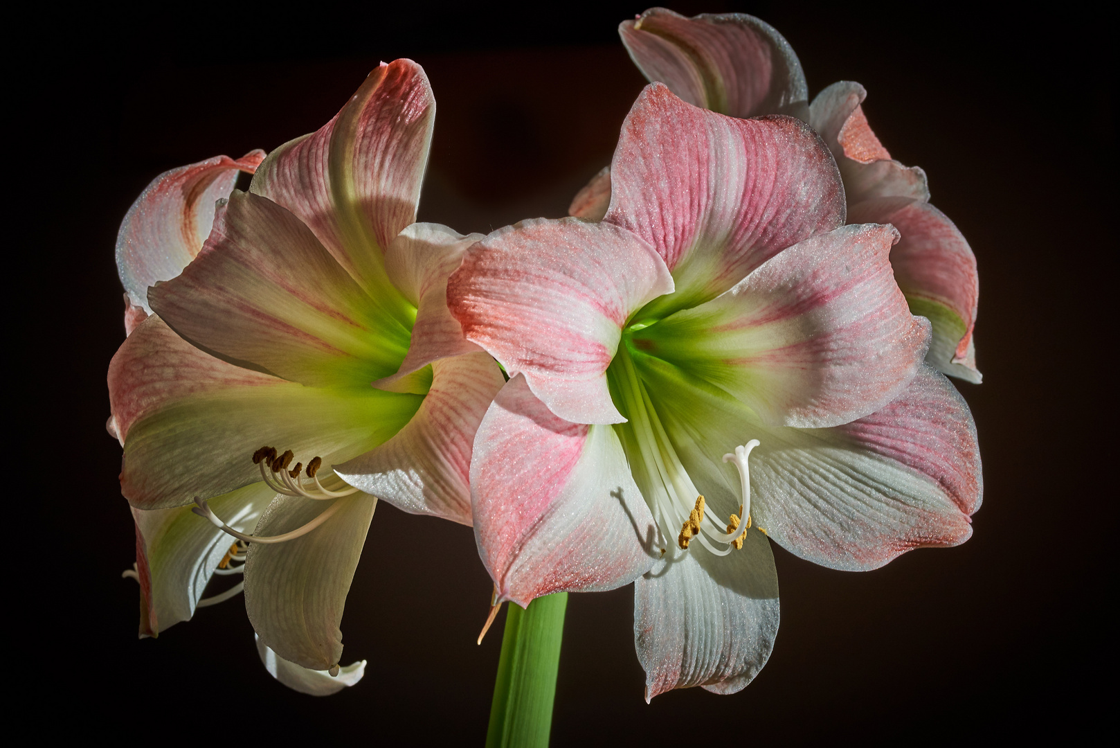 Amaryllis