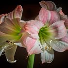 Amaryllis