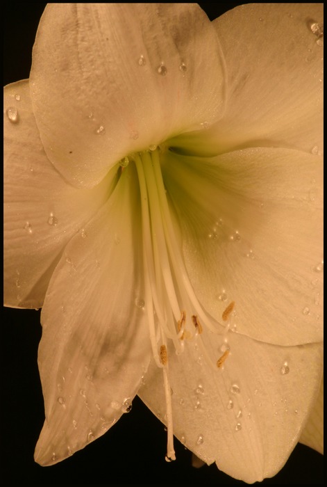 Amaryllis