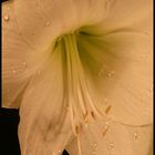 Amaryllis