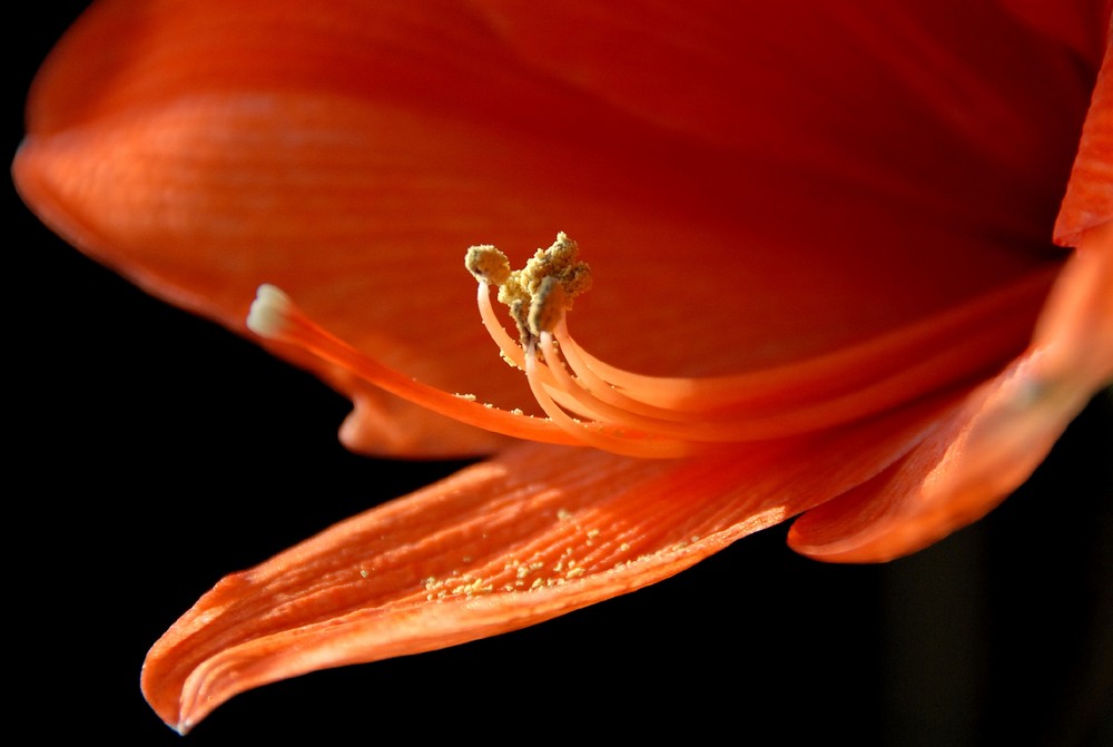 Amaryllis