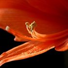 Amaryllis