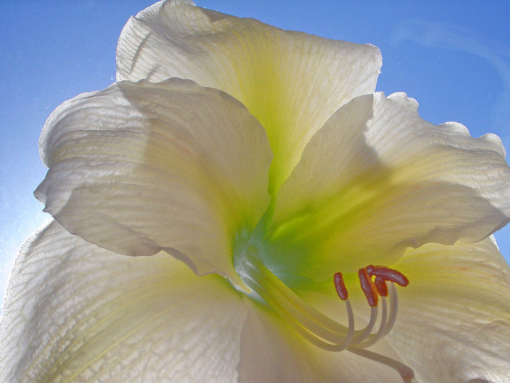 Amaryllis,,,