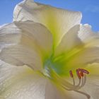 Amaryllis,,,