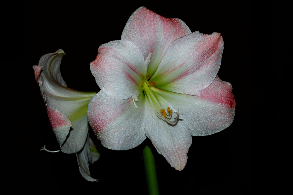 Amaryllis