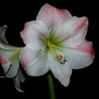 Amaryllis