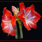 Amaryllis