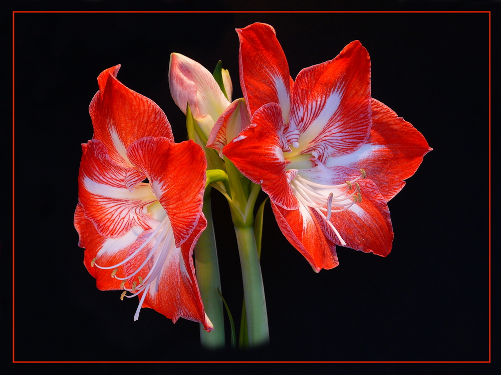 Amaryllis