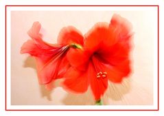 Amaryllis