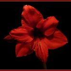 Amaryllis...