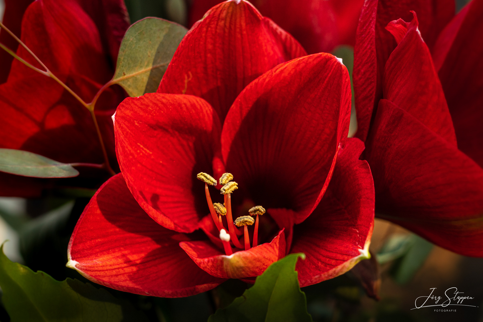 Amaryllis 