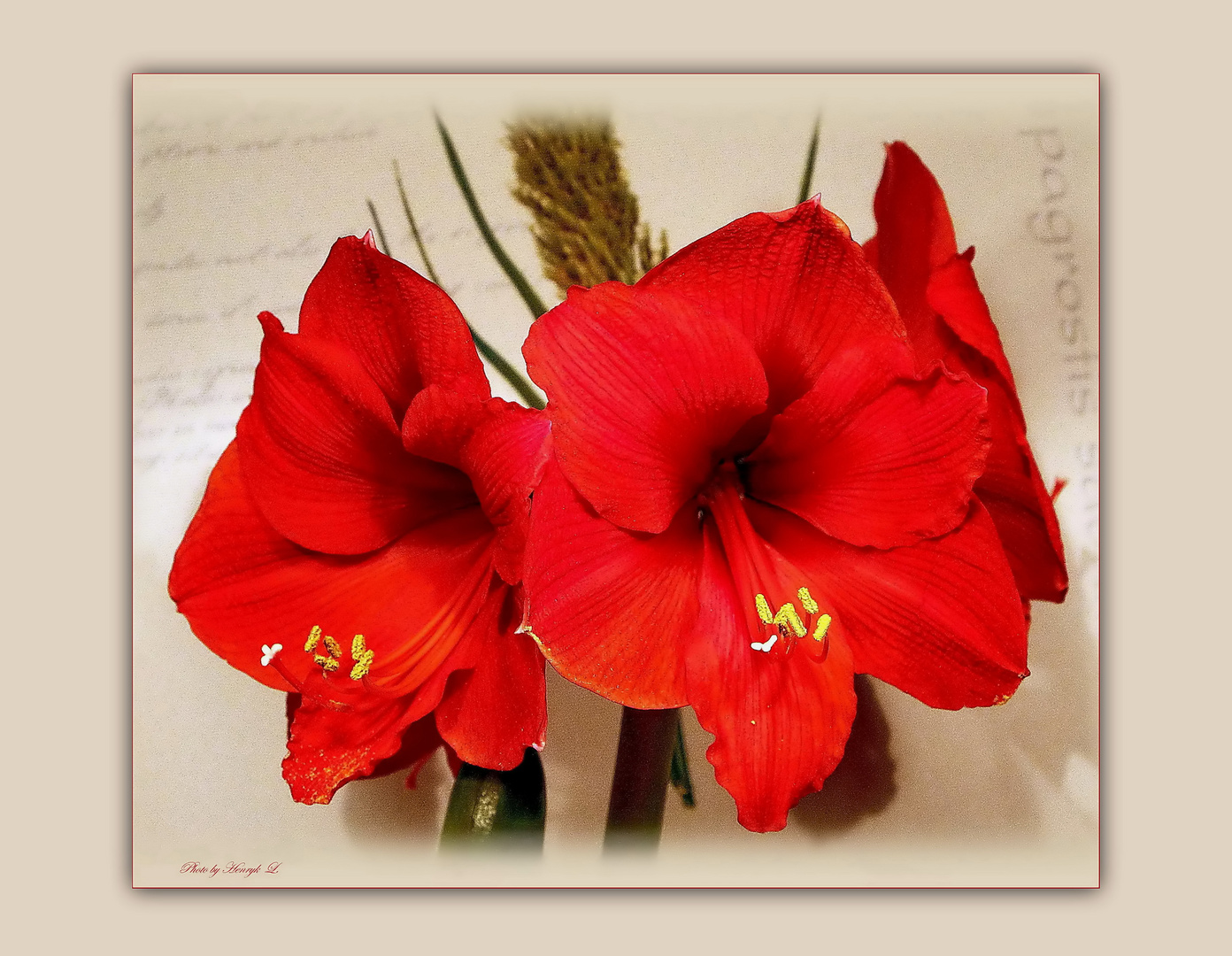 Amaryllis Foto & Bild natur, pflanzen, blüten & kleinpflanzen Bilder