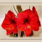 Amaryllis