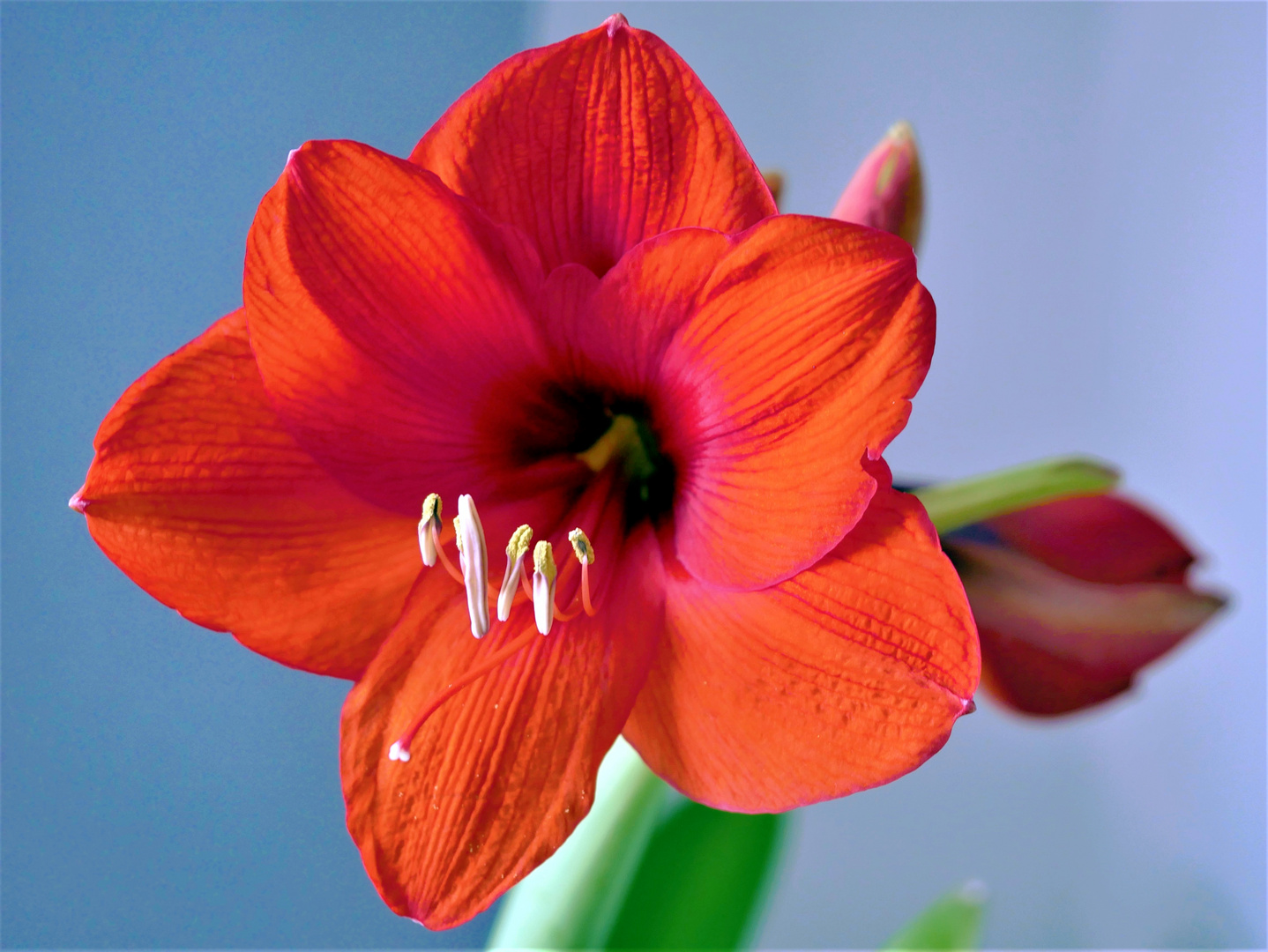 Amaryllis