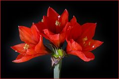 Amaryllis