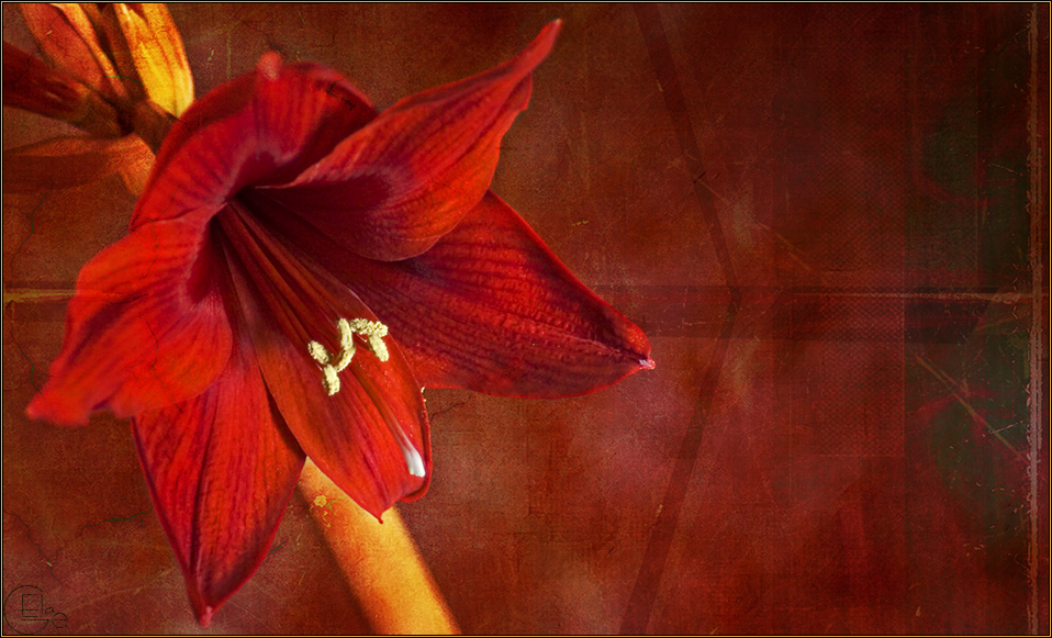 Amaryllis