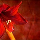 Amaryllis