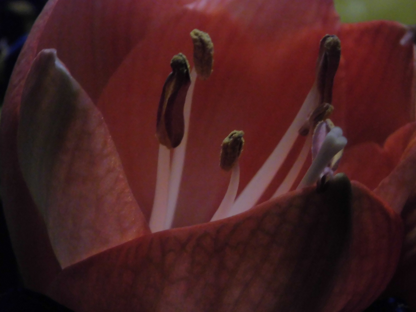 Amaryllis