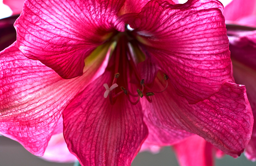 Amaryllis