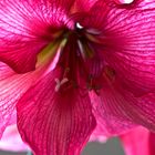 Amaryllis