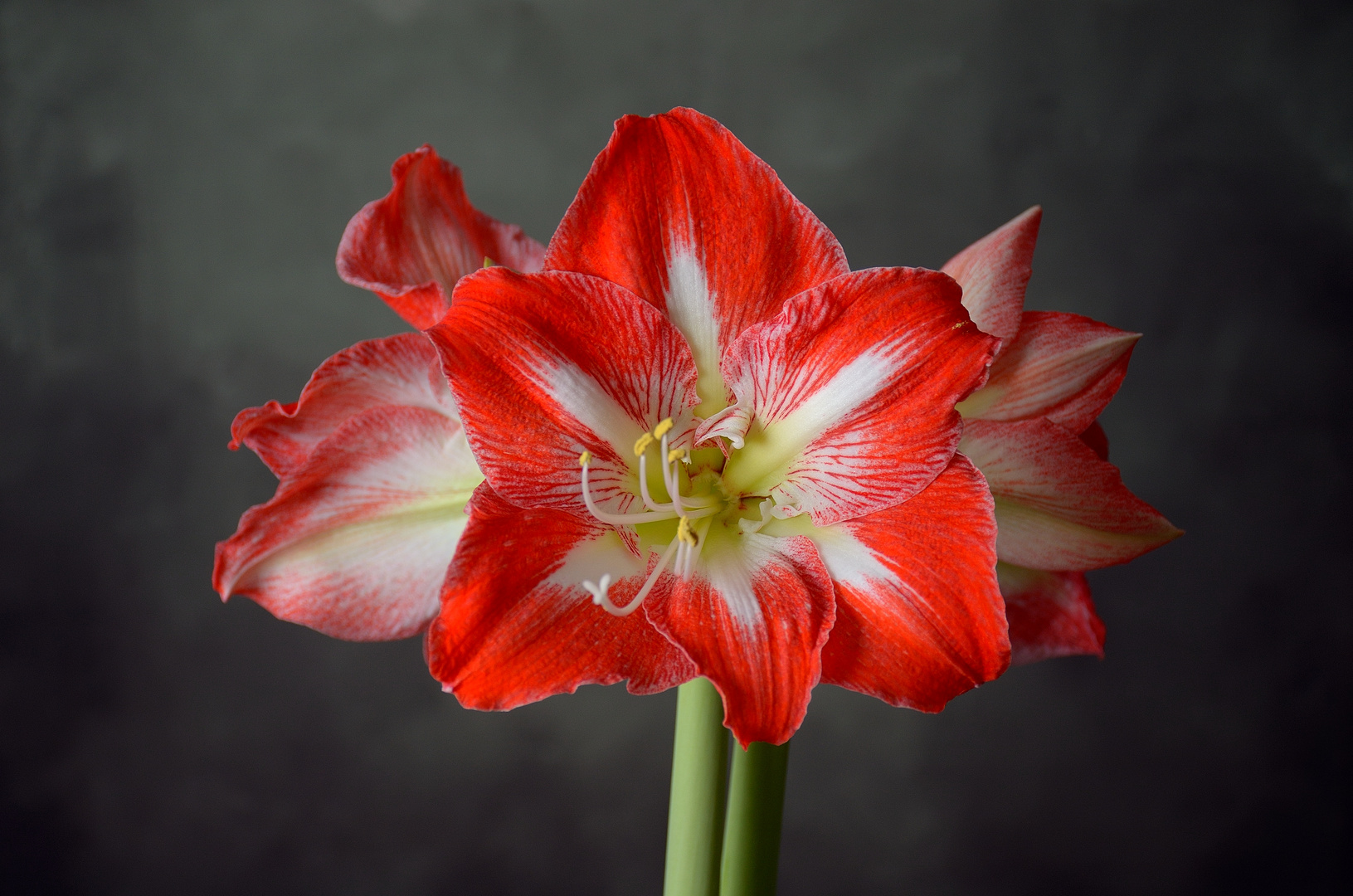 Amaryllis