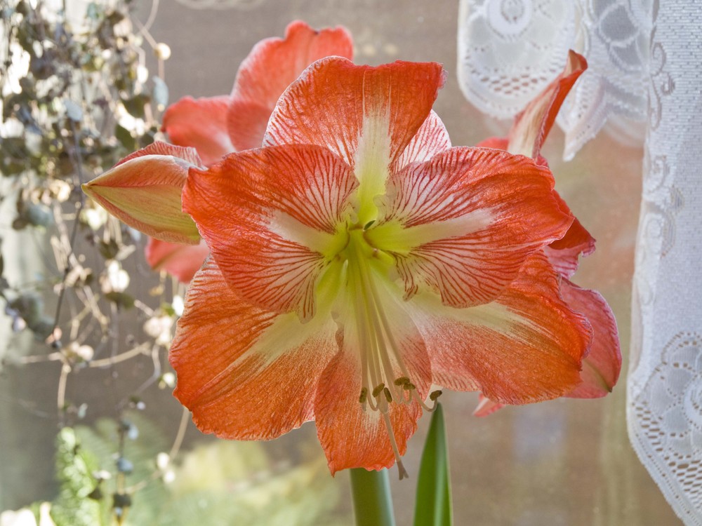 Amaryllis