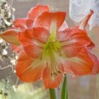 Amaryllis