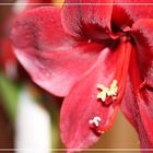 Amaryllis