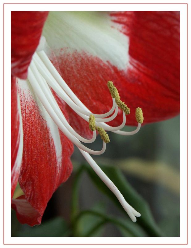 Amaryllis