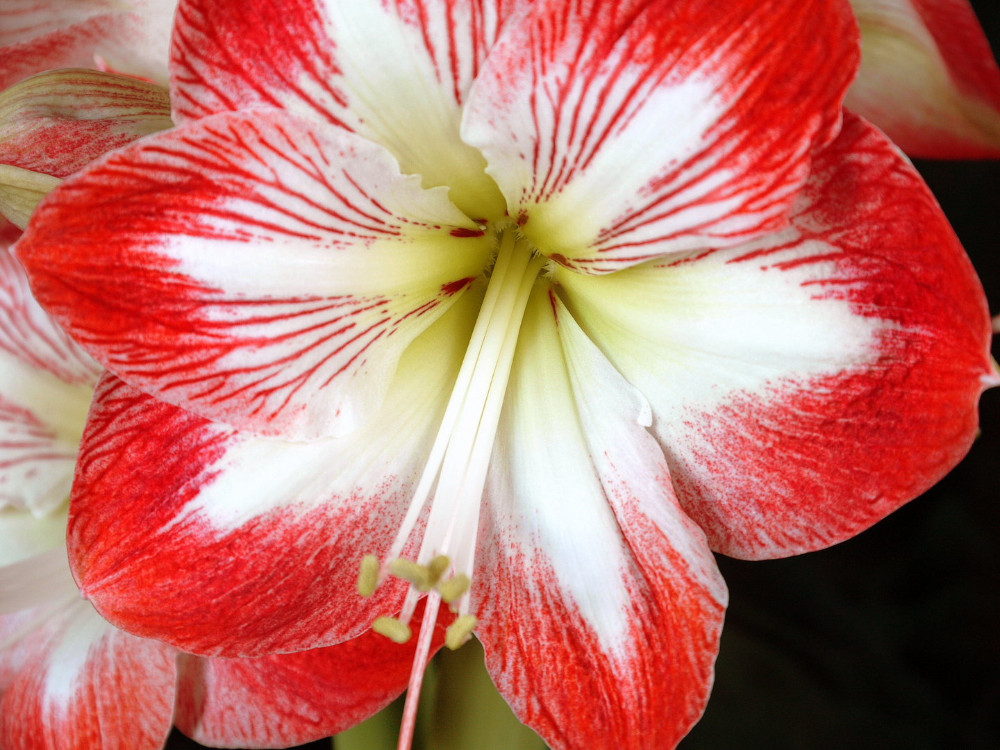 Amaryllis