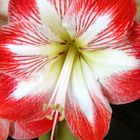 Amaryllis