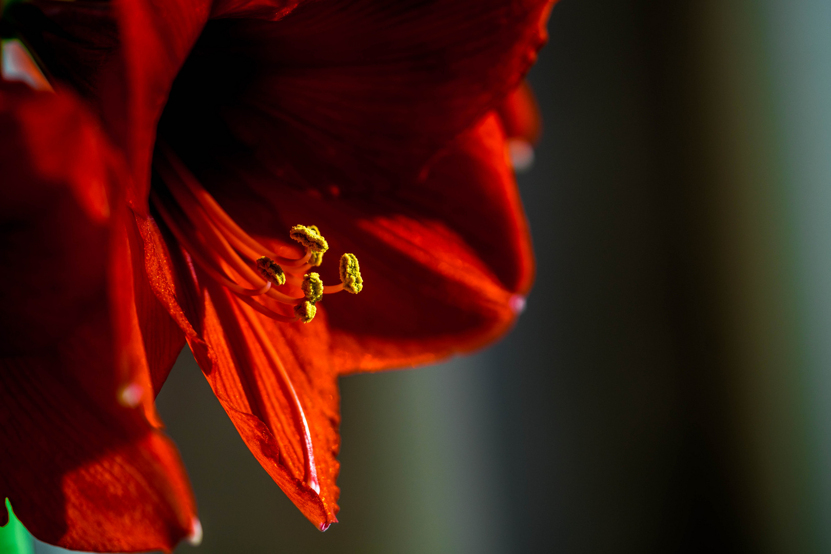 Amaryllis