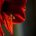 Amaryllis