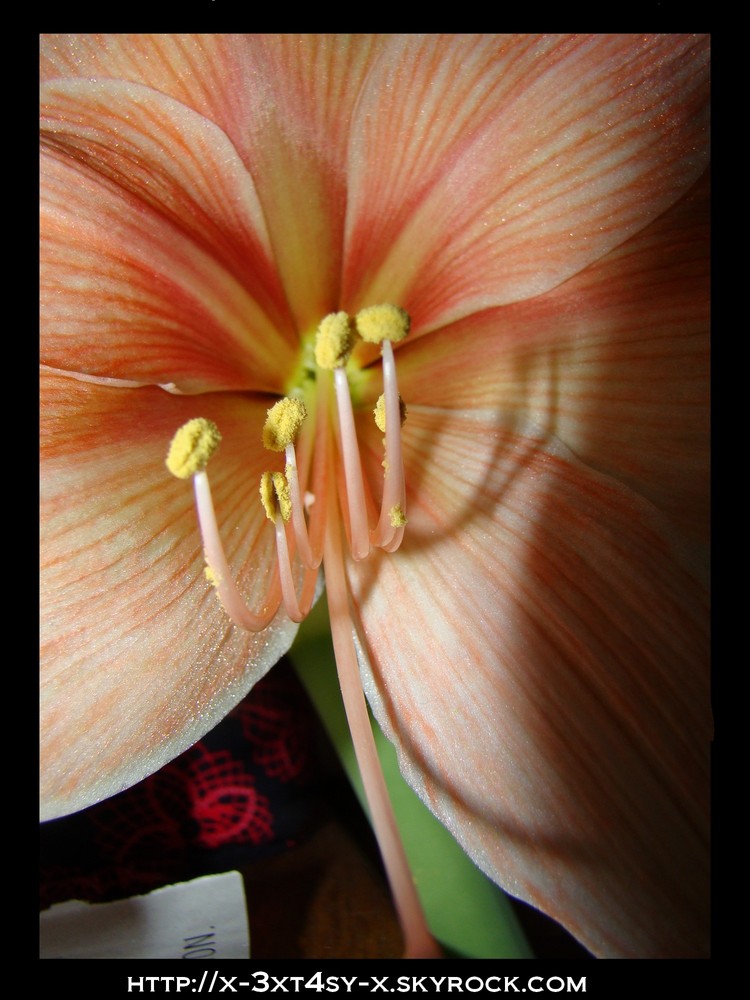 amaryllis