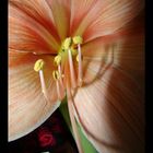 amaryllis