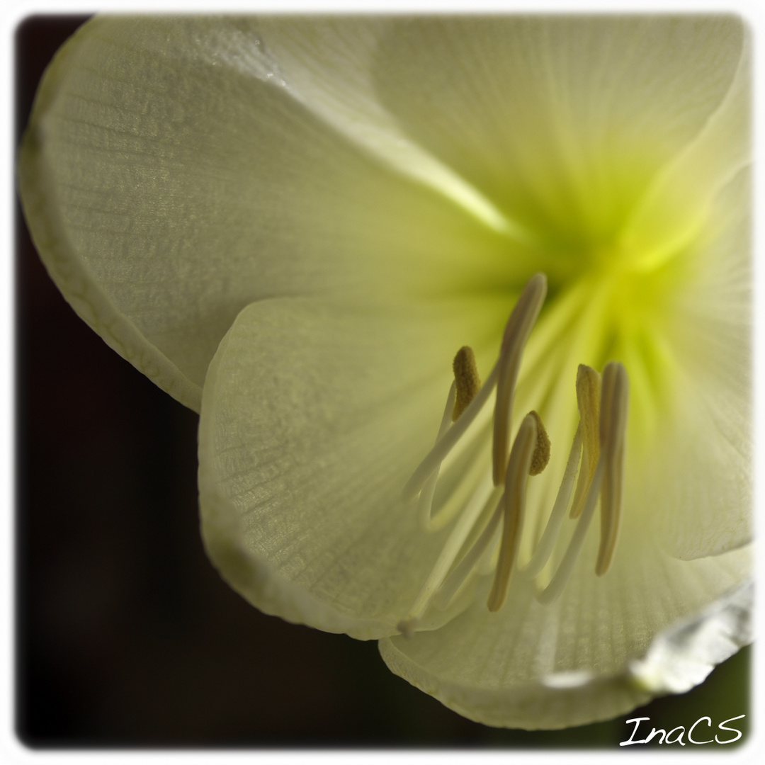 Amaryllis