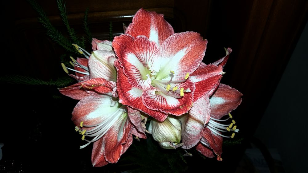 Amaryllis 