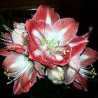 Amaryllis 