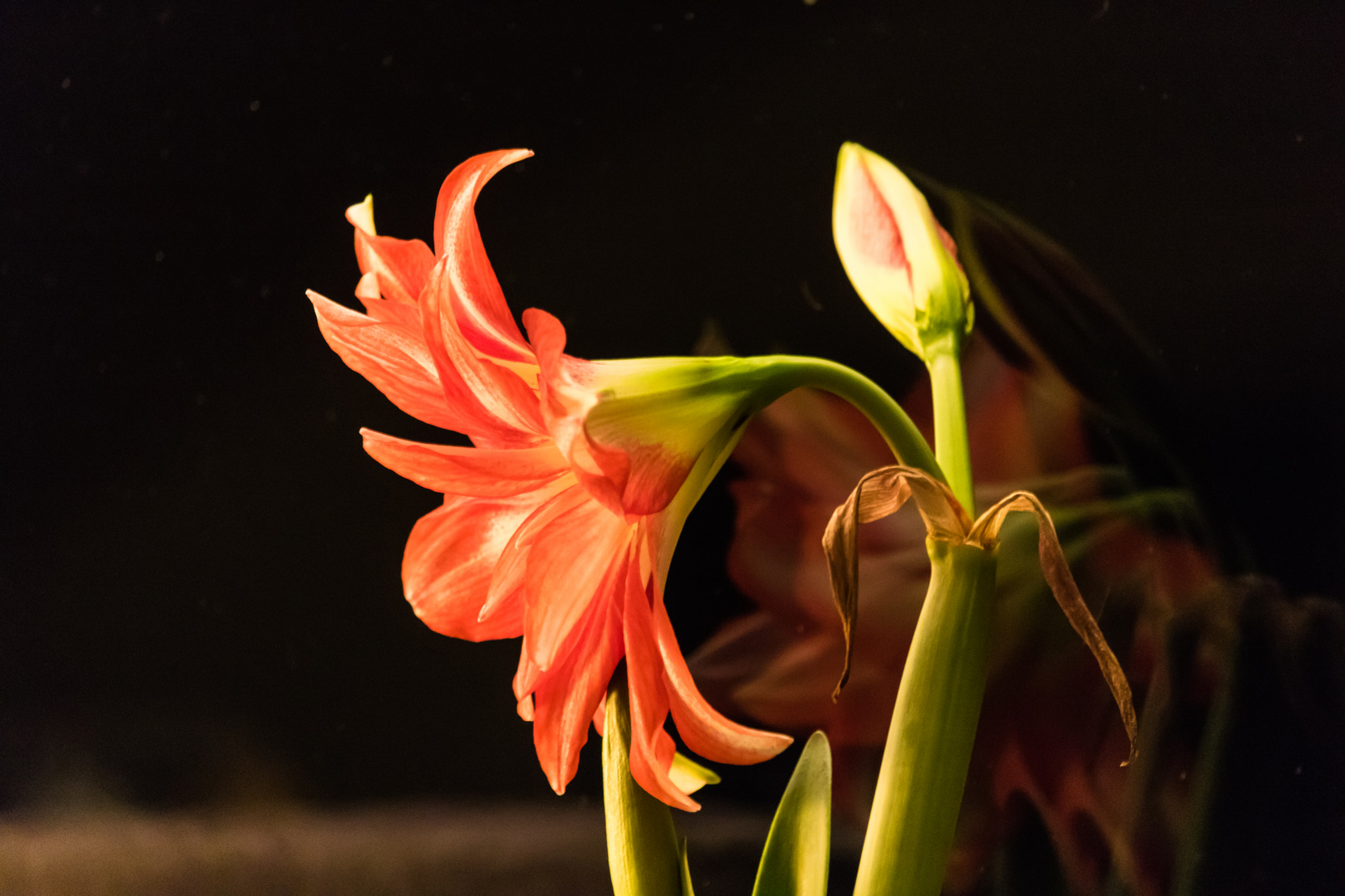 Amaryllis