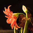 Amaryllis