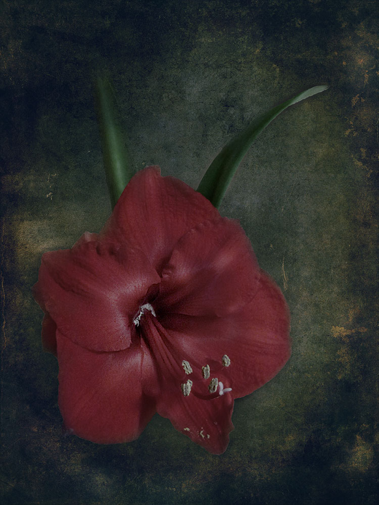 Amaryllis