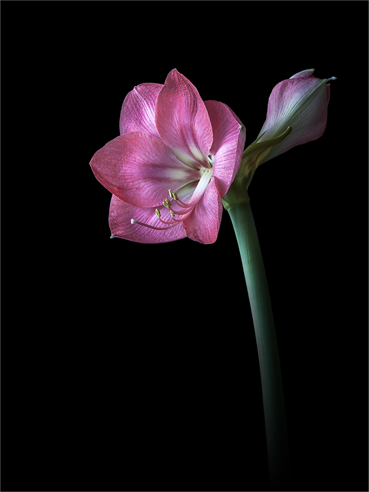 Amaryllis