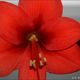 Amaryllis