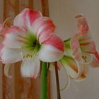 " AMARYLLIS "