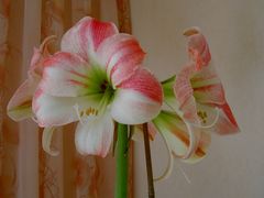 " AMARYLLIS "