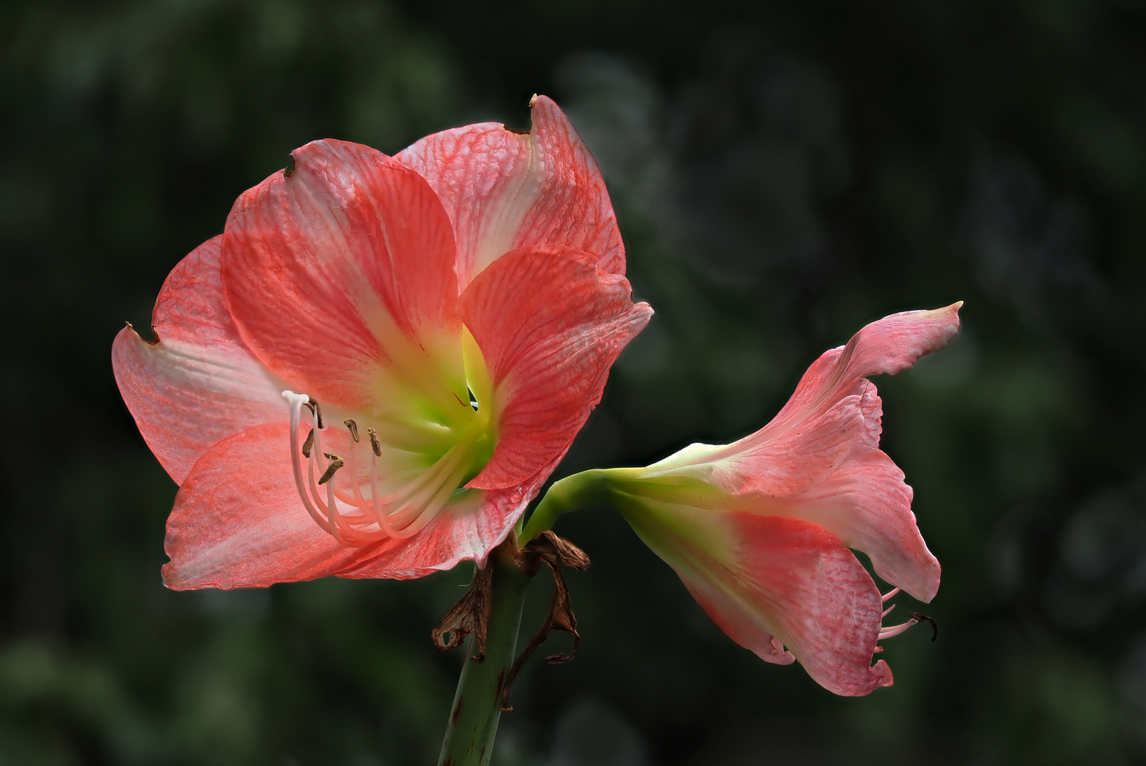 Amaryllis