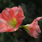 Amaryllis