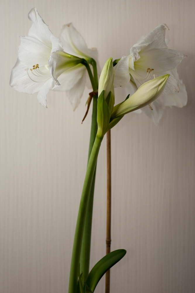 Amaryllis