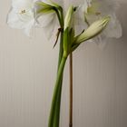 Amaryllis